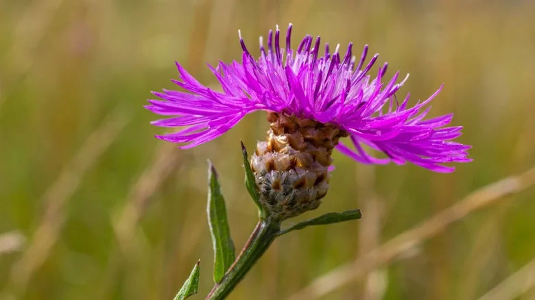 How To Keep Knapweed Out Of Your Lawn