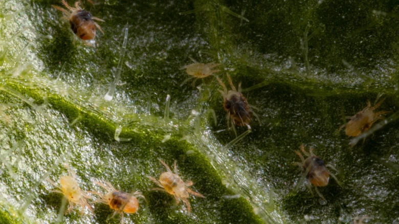 How To Keep Spider Mites Away From Your Indoor Plants