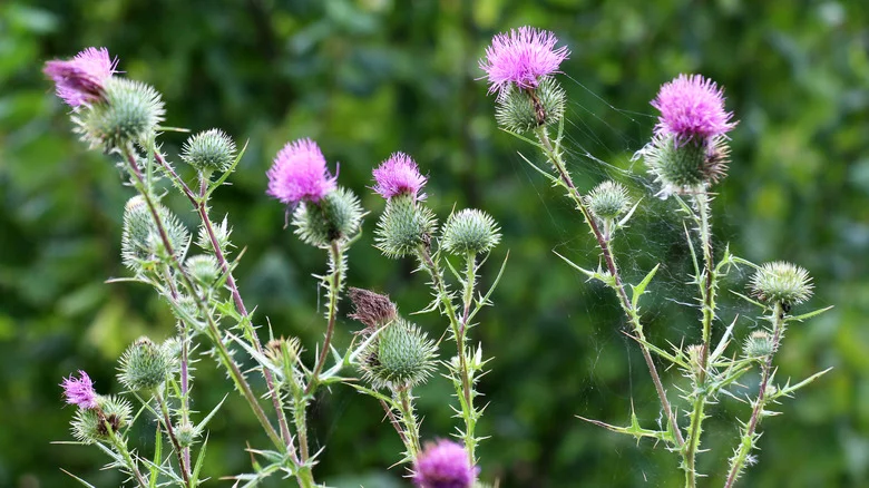 How To Keep Thistle Out Of Your Lawn For Good