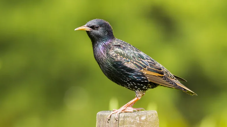 How To Keep Your Bird Feeders Starling-Free For Good