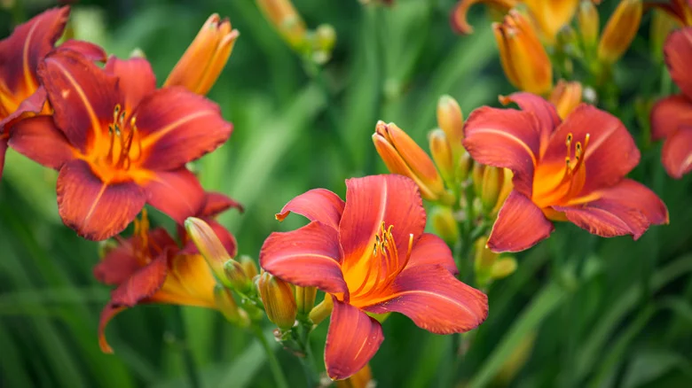 How To Keep Your Day Lily Plants Looking Neat After They’re Done Flowering