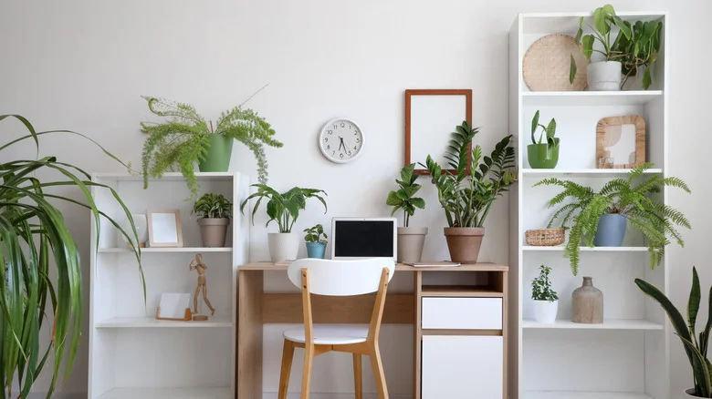 How To Keep Your Indoor Plant Shelf Dry And Clean