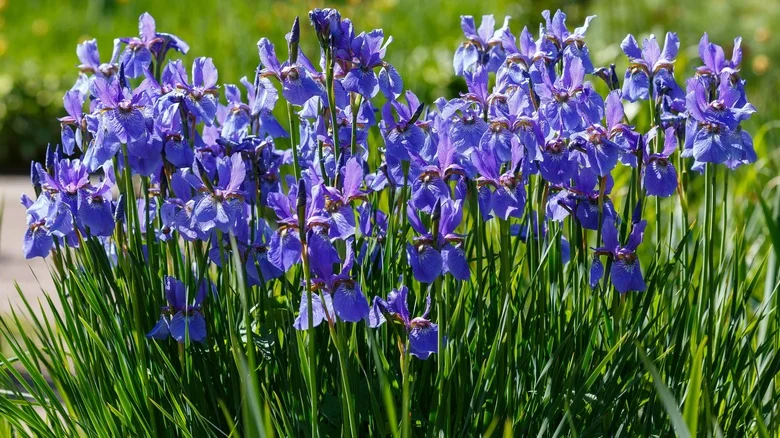 How To Keep Your Iris Safe From Freezing Winter Temperatures