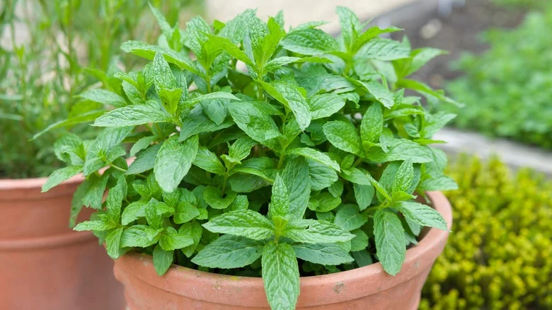How To Keep Your Mint Plants Happy And Healthy During Winter