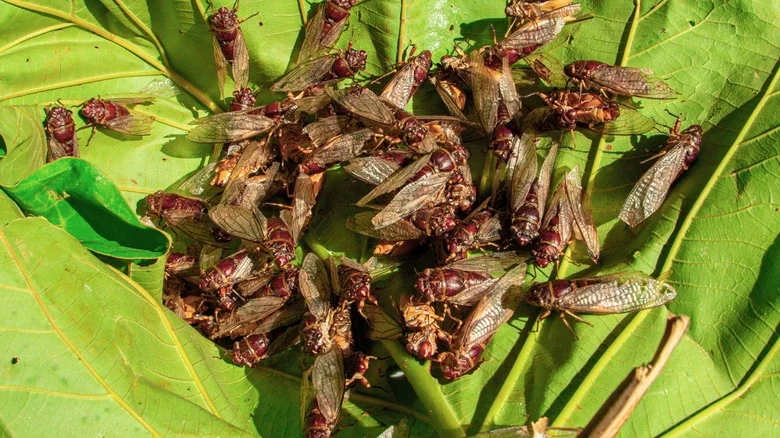 How To Know Cicadas Are Coming & How To Protect Your Plants