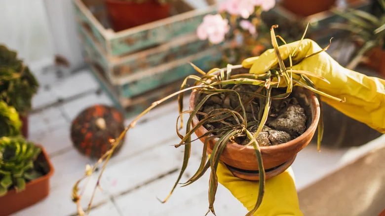 How To Know If Your Plants Can Be Revived After A Lack Of Water