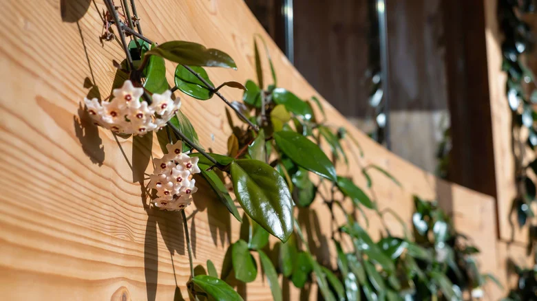 How To Know When To Repot Your Hoya Plant (& Mistakes To Avoid)