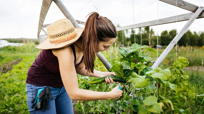 How To Know When Your Cucumber Plant Is Ready For Harvest