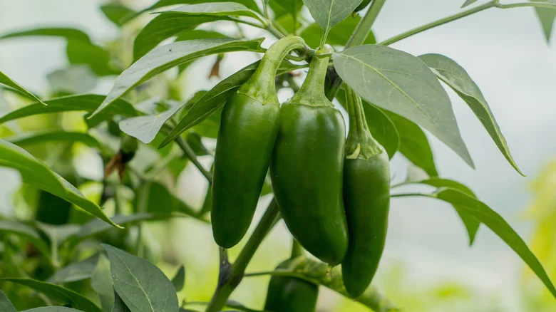 How To Know When Your Jalapeno Peppers Are Ready To Be Picked