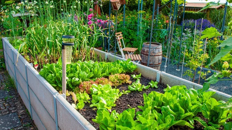 How To Make 2025’s Purple Plant Trend Work In Your Fall Garden