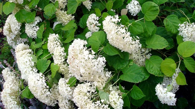 How To Make A DIY Hydrangea Support To Prevent Drooping