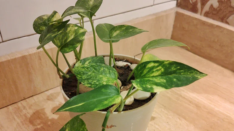 How To Make A Money Plant Grow In A Windowless Bathroom