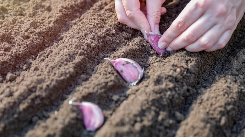 How To Optimize Your Soil To Grow Bigger And Better Garlic
