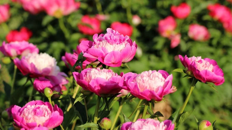How To Pick The Best Peony Roots For Your Garden (& To Maximize Beautiful Blooms)