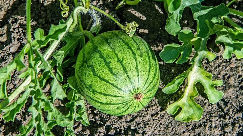 How To Pick The Sweetest Watermelon From Your Garden