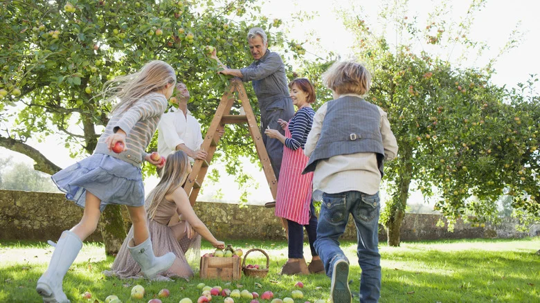 How To Plan And Plant A Fruit Orchard In Your Yard