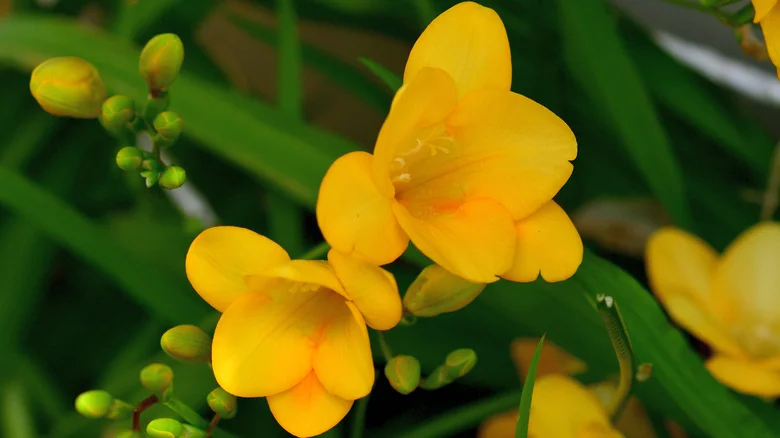 How To Plant Freesia Flower Bulbs Indoors For Beautiful Winter Blooms