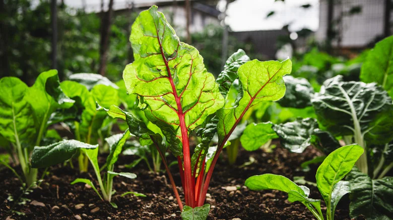 How To Plant Leafy Greens Using An Old-School Technique