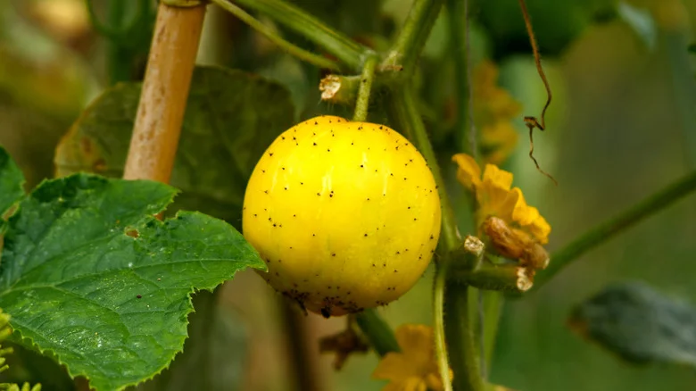 How To Plant Lemon Cucumbers: The Unique Vegetable That’s Surprisingly Easy-To-Grow