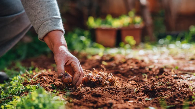 How To Plant Your Bulbs For A Soft & Natural Look