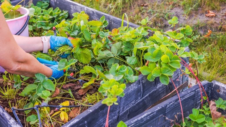 How To Prep Strawberry Plants For Winter (& Common Mistakes To Avoid)