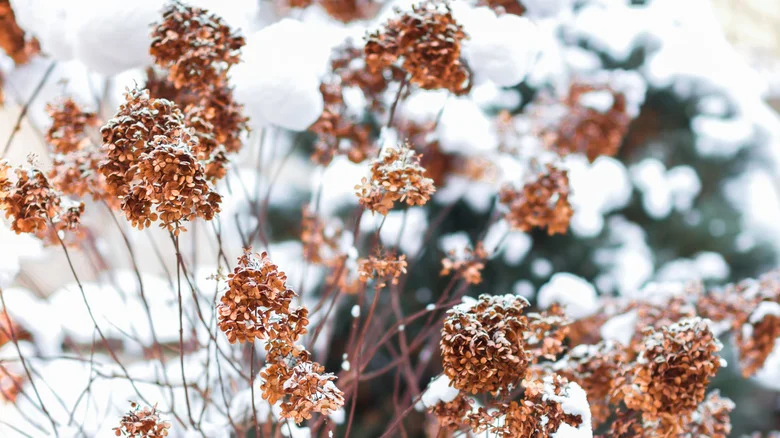 How To Prepare Your Hydrangeas For Winter To Ensure A Healthy Summer Garden