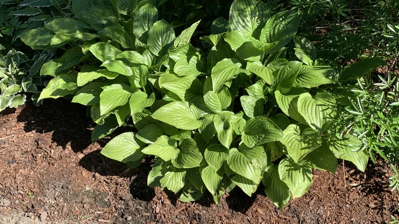 How To Prevent Deer From Eating All Of Your Hostas