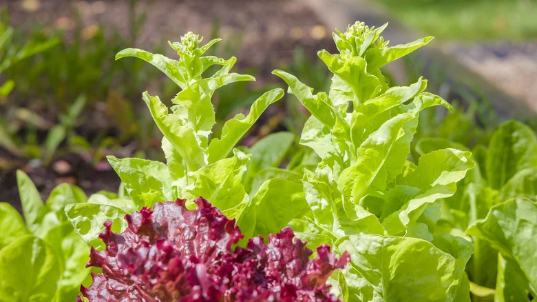 How To Prevent Your Lettuce From Bolting