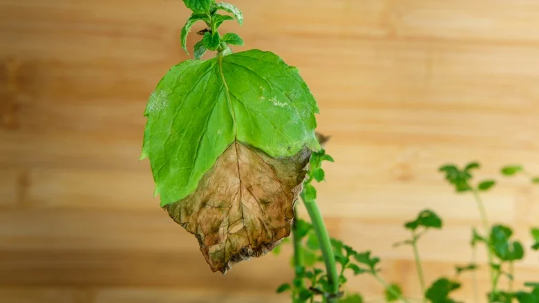 How To Prevent Your Mint Leaves From Turning Brown