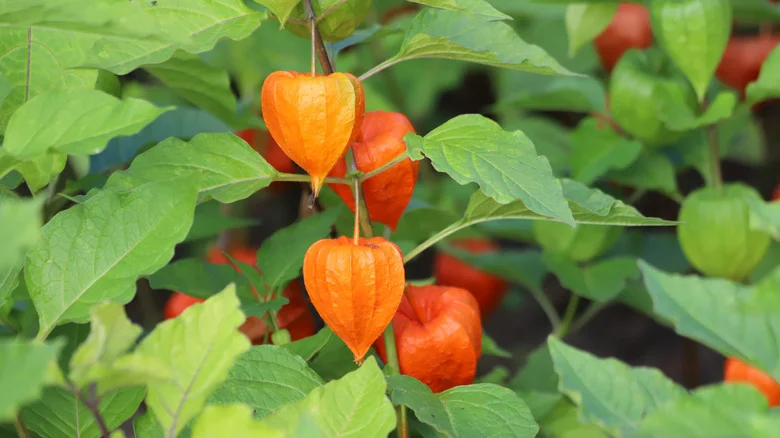 How To Propagate Chinese Lantern Plant