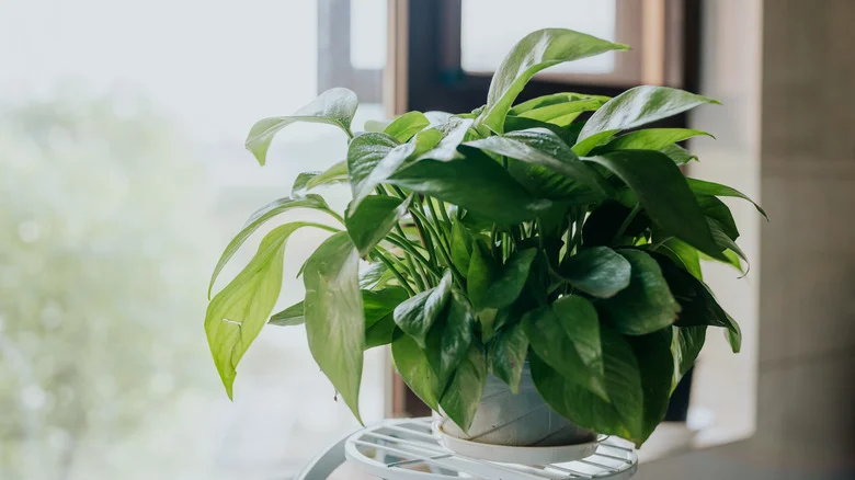 How To Propagate Pothos To Get Endless Greenery For Your Home