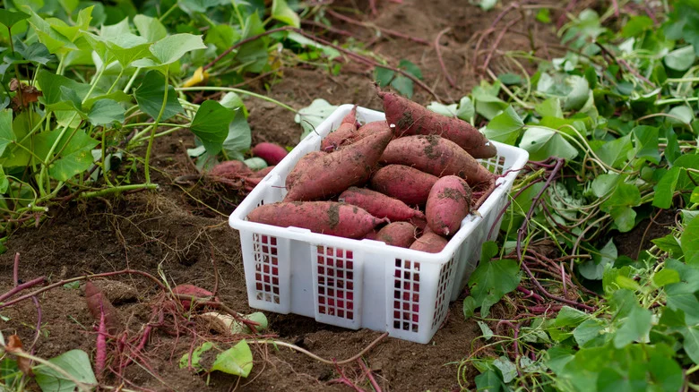 How To Propagate Sweet Potatoes Indoors So You Can Enjoy Them Year-Round