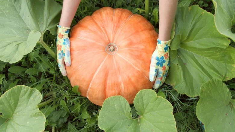 How To Protect Pumpkins From One Of Their Biggest Enemies In The Garden