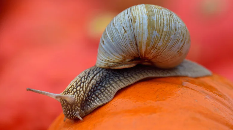 How To Protect Pumpkins From Snails And Slugs In The Garden