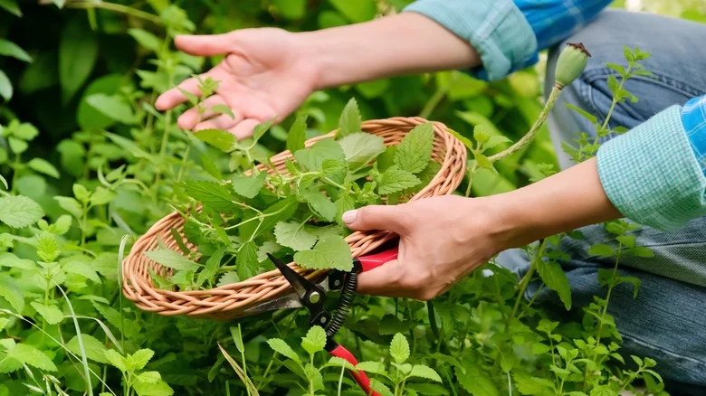 How To Prune Mint To Keep The Herb From Taking Over Your Back Yard