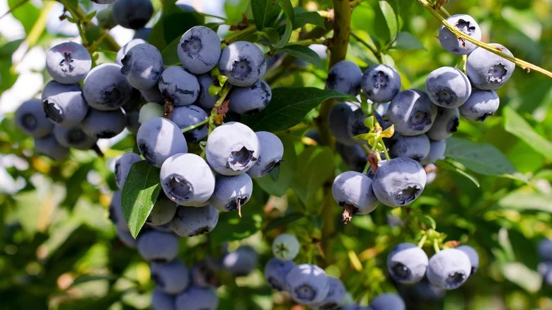 How To Prune Your Blueberry Bush Like A Pro