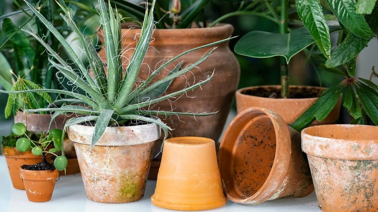 How To Remove Calcium Buildup & Stains On Potted Plants With Some WD-40