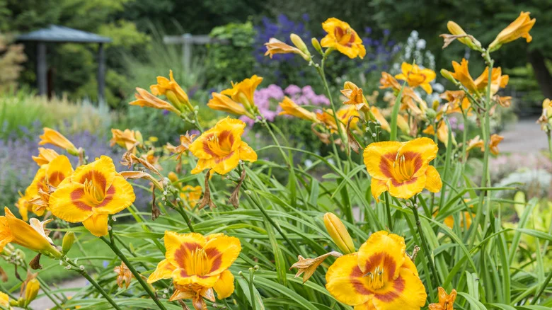 How To Remove Daylilies If They’re Taking Over Your Garden