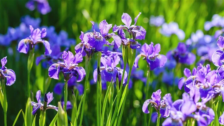 How To Remove Irises If They’re Taking Over Your Garden
