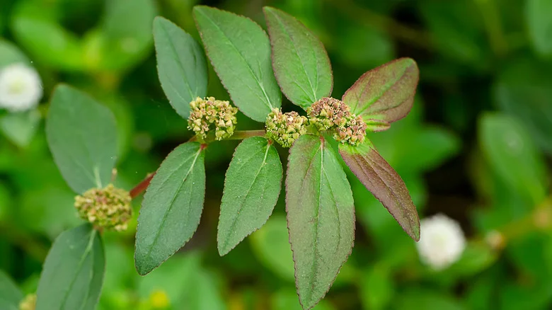 How To Remove Spurge Weed From Your Yard So It Doesn’t Take Over