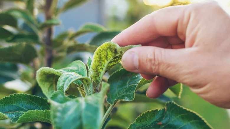 How To Repel Aphids With A Citrusy Essential Oil They Can’t Stand