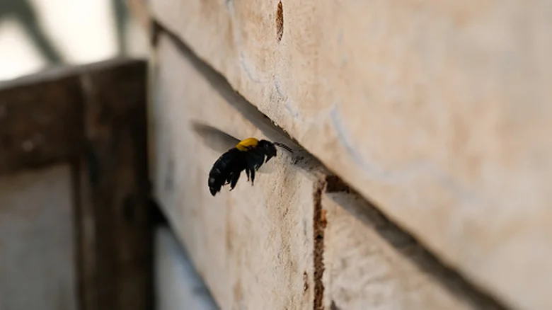 How To Repel Carpenter Bees Using A Zesty Essential Oil