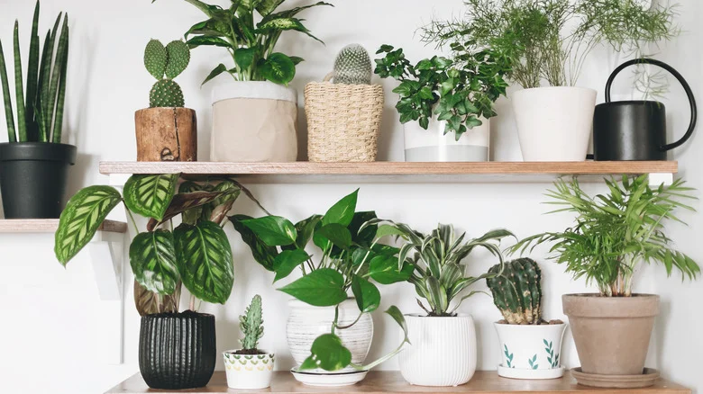 How To Replicate TikTok’s Viral ‘Plant Toilet’ For Happy And Healthy Houseplants