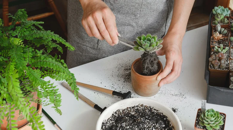 How To Repot A Succulent In 15 Seconds Or Less