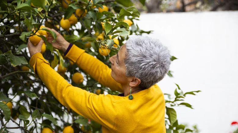 How To Rescue A Struggling Citrus Tree Without Starting Over