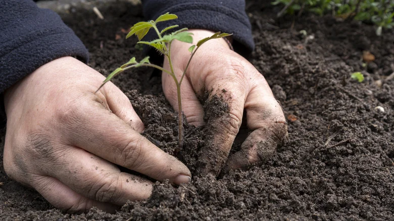 How To Reuse An Empty Laundry Detergent Bottle For Cleaner Hands In The Garden