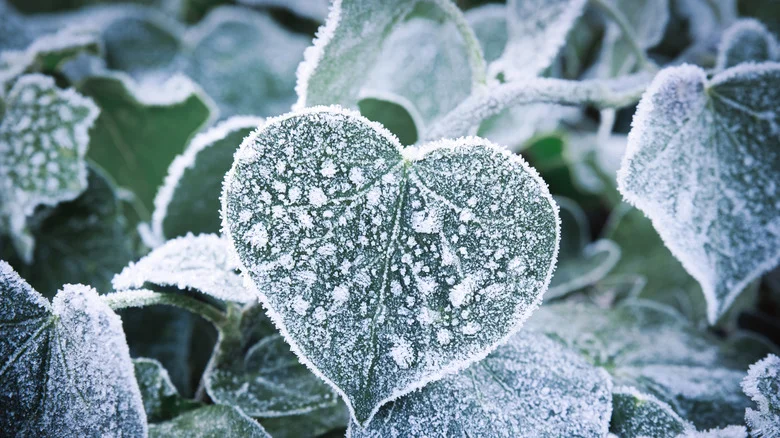 How To Reuse Cardboard Boxes To Protect Your Garden Plants During Winter