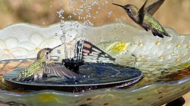 How To Reuse K-Cups As A DIY Hummingbird Water Fountain