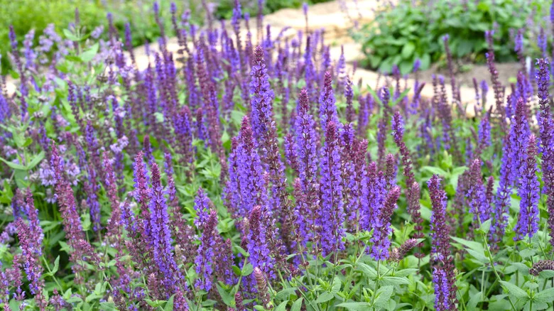 How To Revive A Yellowing Russian Sage Plant