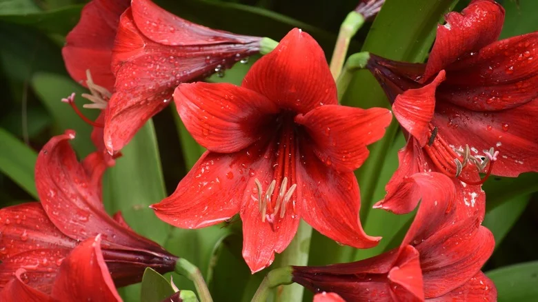 How To Save Your Amaryllis Bulbs For More Gorgeous Blooms Next Season